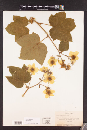 Rubus nutkanus image