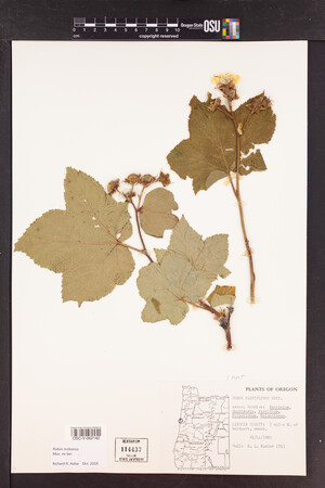 Rubus nutkanus image