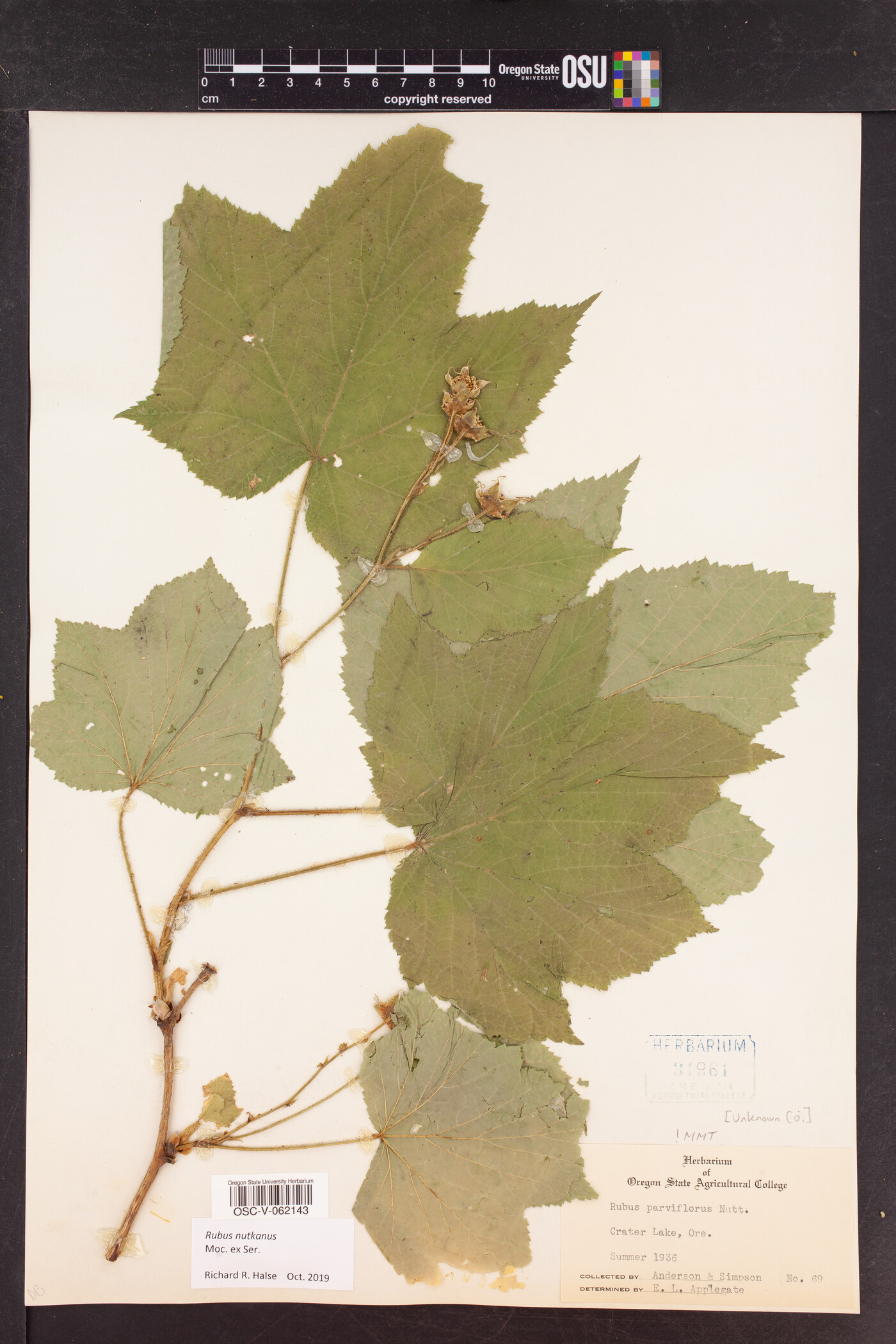 Rubus nutkanus image