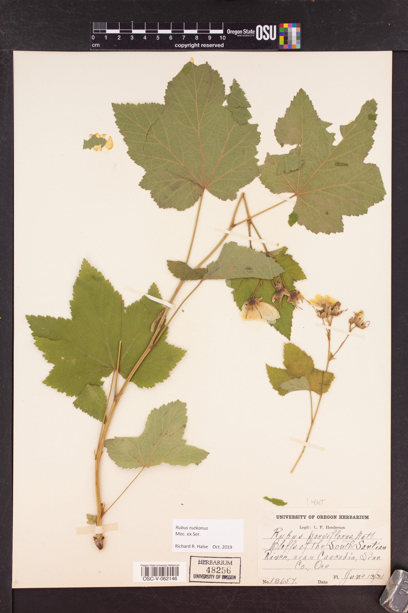 Rubus nutkanus image