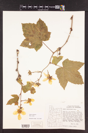 Rubus nutkanus image