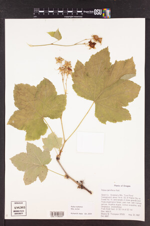 Rubus nutkanus image