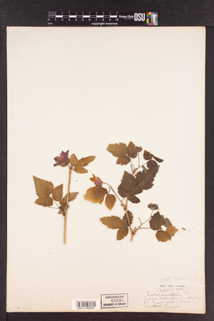 Rubus spectabilis image