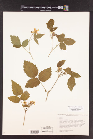 Rubus ursinus image