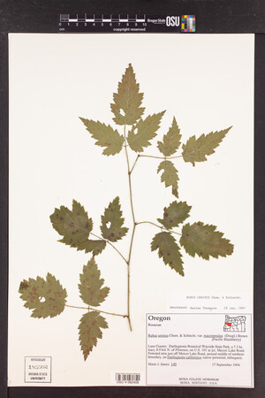 Rubus ursinus image