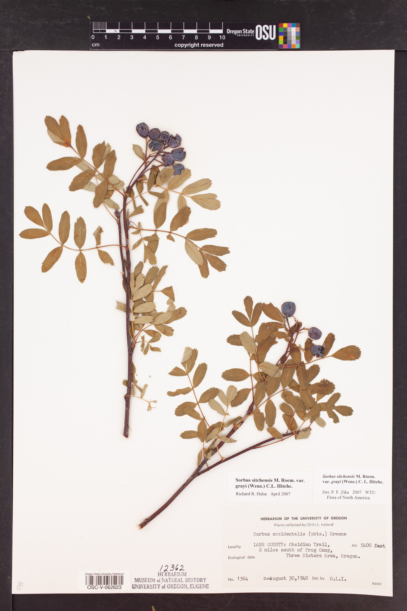 Sorbus sitchensis var. grayi image