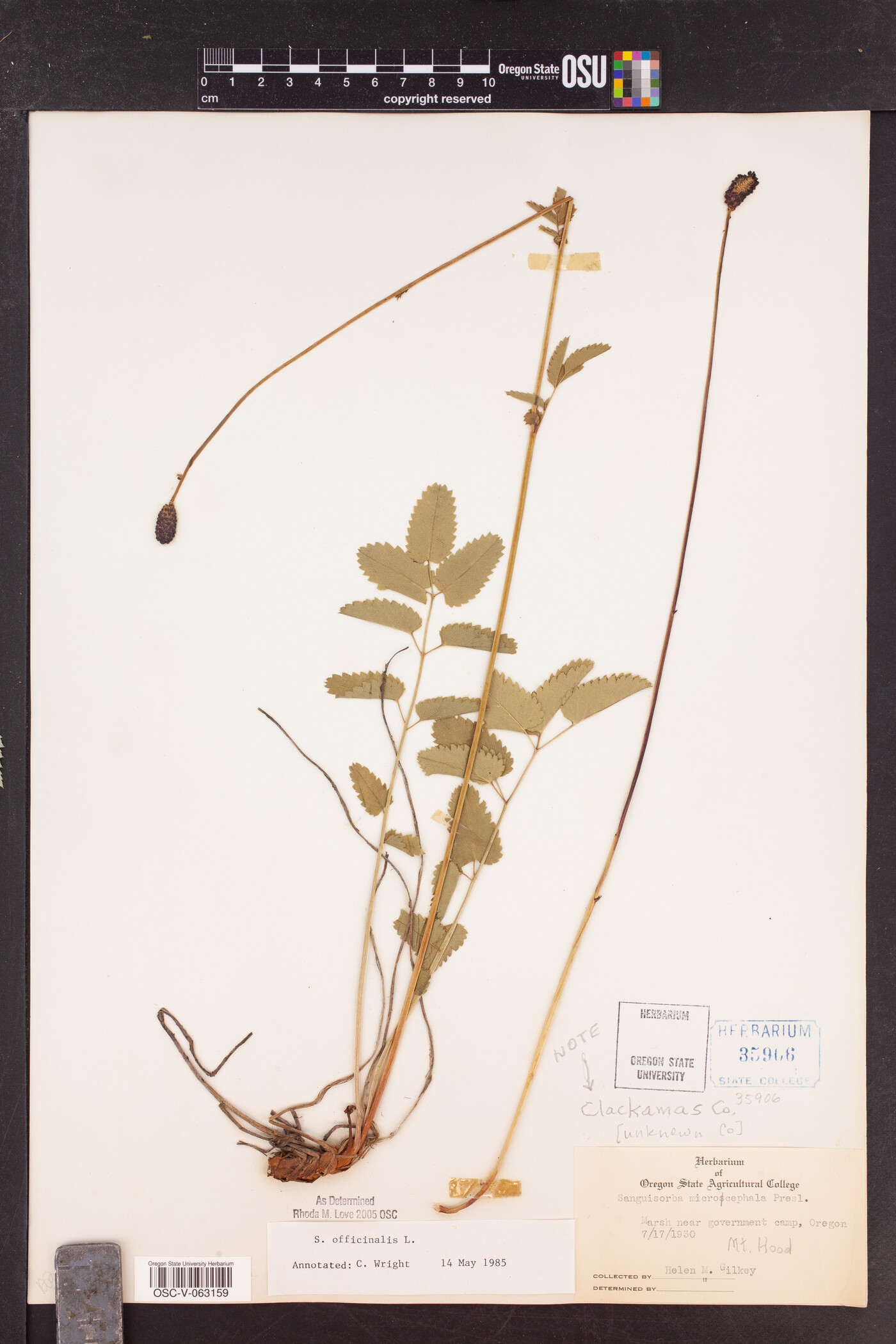 Sanguisorba officinalis image