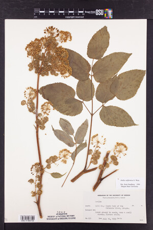 Aralia californica image