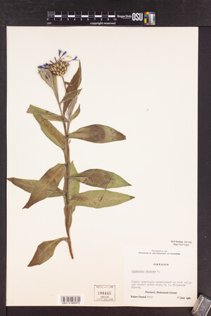 Centaurea montana image