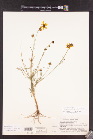 Coreopsis tinctoria image