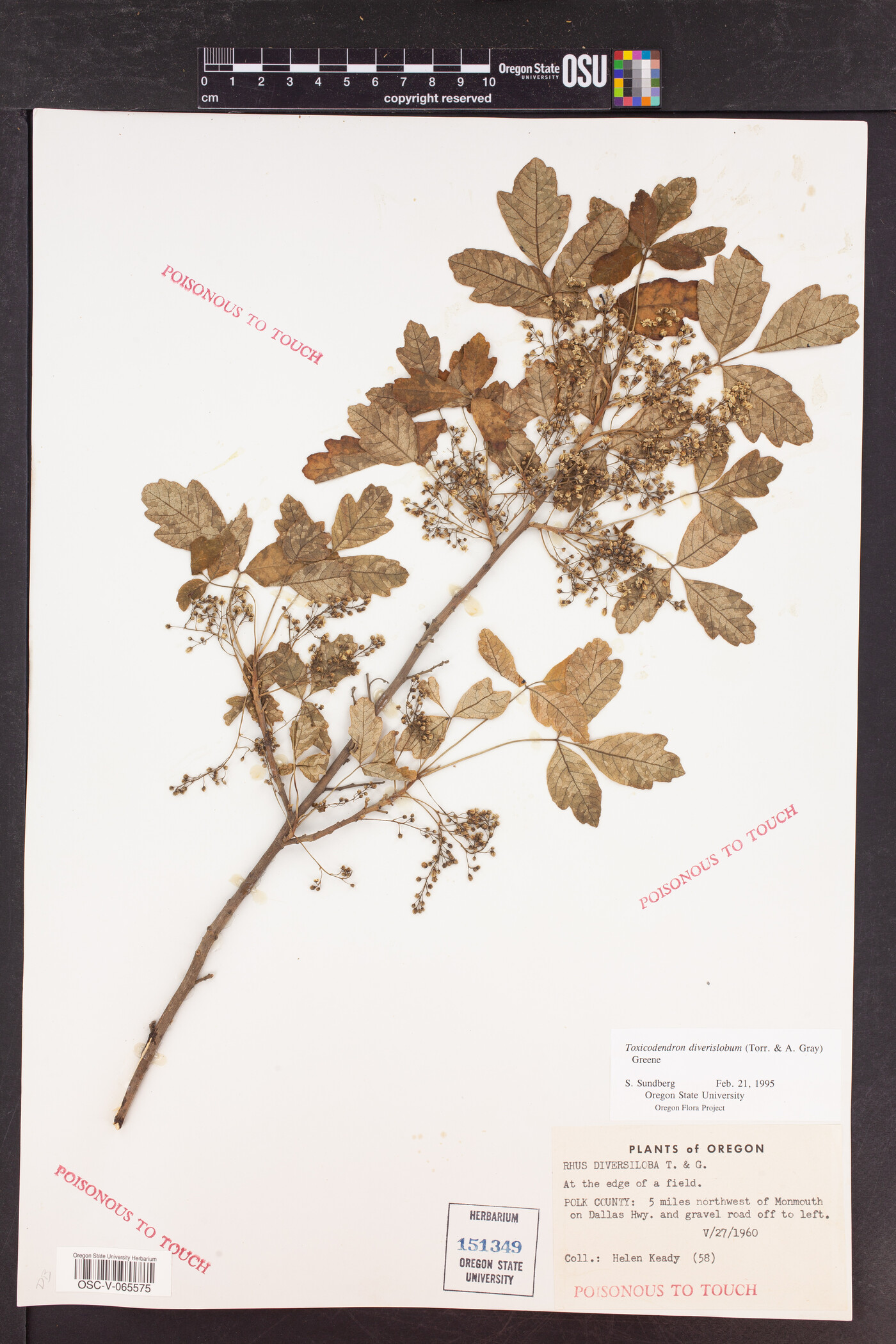 Toxicodendron diversilobum image