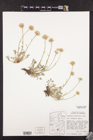 Erigeron compositus image