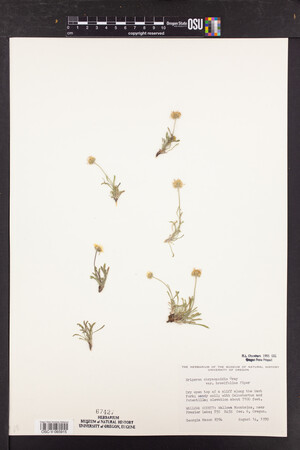 Erigeron chrysopsidis var. brevifolius image