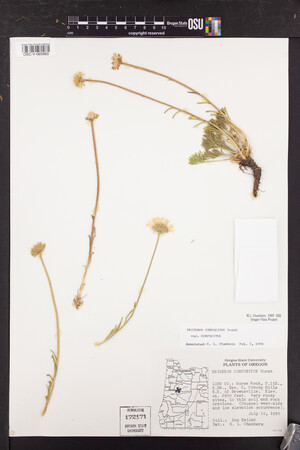 Erigeron compositus image