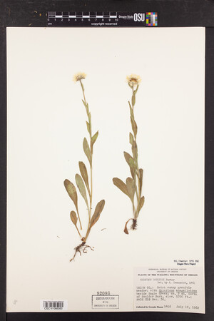 Erigeron coulteri image