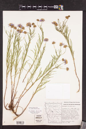 Erigeron foliosus var. confinis image