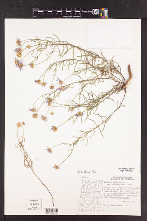 Erigeron foliosus var. confinis image