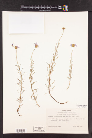 Erigeron foliosus var. confinis image