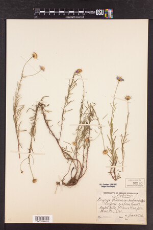 Erigeron foliosus var. confinis image