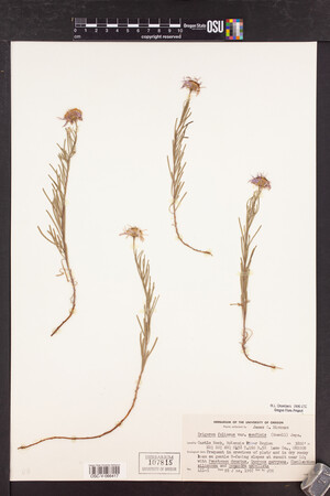 Erigeron foliosus var. confinis image