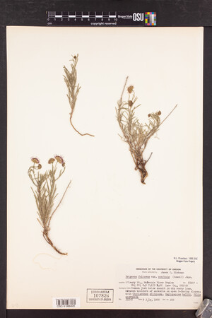 Erigeron foliosus var. confinis image