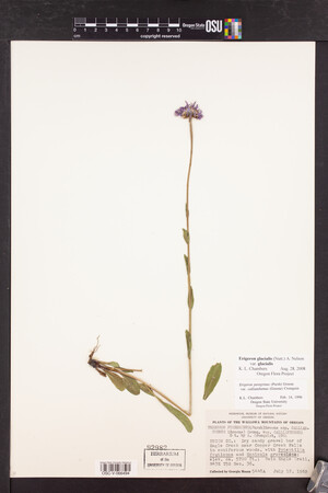 Erigeron glacialis image