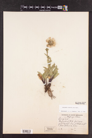 Erigeron glaucus image