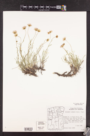 Erigeron linearis image