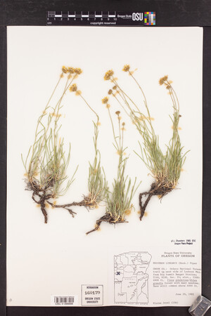 Erigeron linearis image