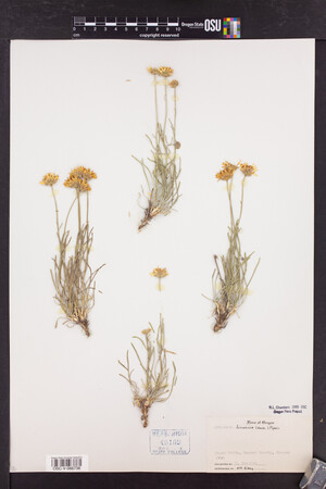 Erigeron linearis image