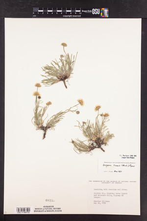 Erigeron linearis image