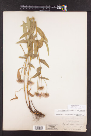 Erigeron speciosus image