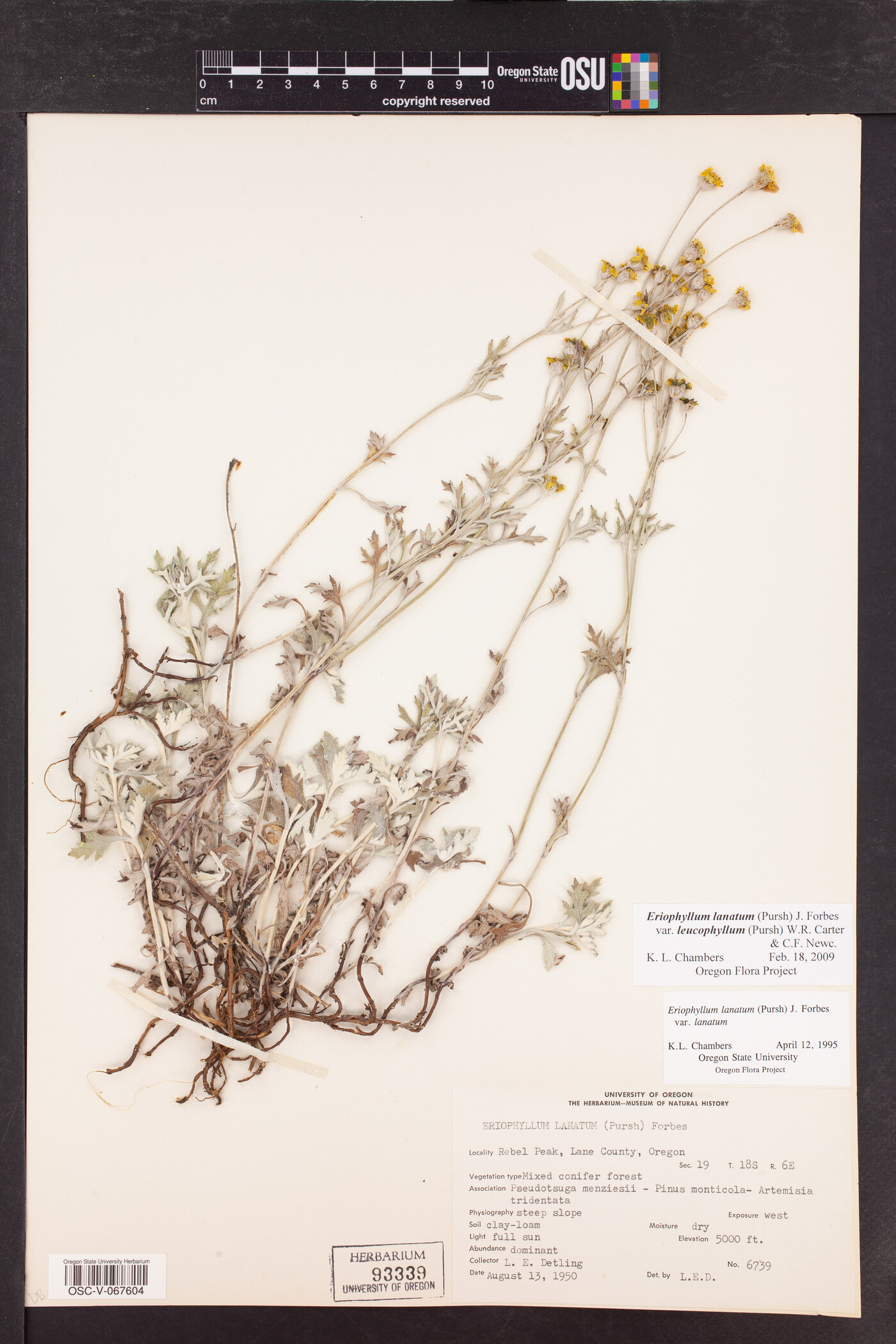 Eriophyllum lanatum var. leucophyllum image