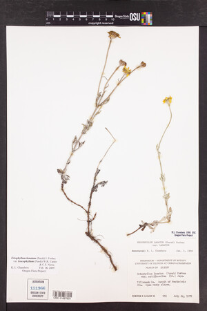 Eriophyllum lanatum var. leucophyllum image