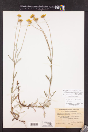 Eriophyllum lanatum var. leucophyllum image