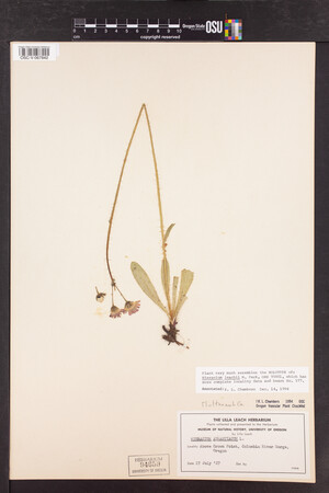 Hieracium aurantiacum image