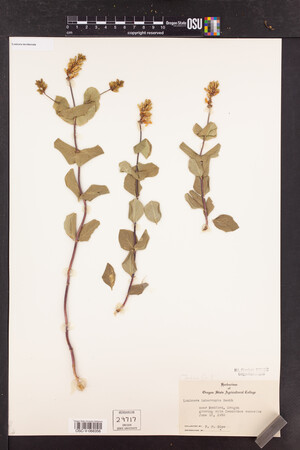 Lonicera interrupta image