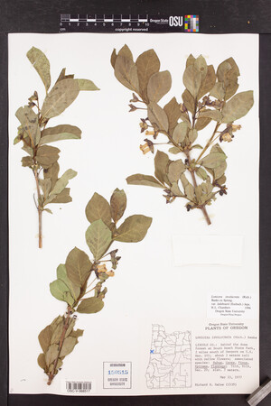 Lonicera involucrata var. ledebourii image