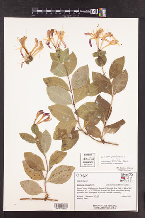 Lonicera periclymenum image