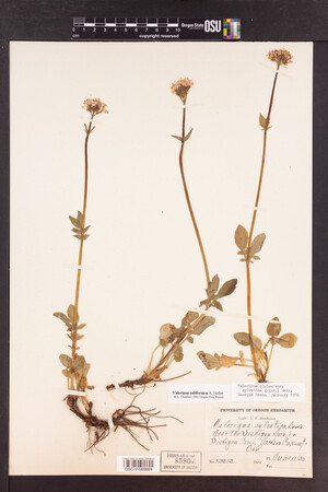 Valeriana californica image