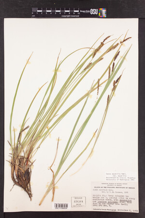 Carex aquatilis var. aquatilis image