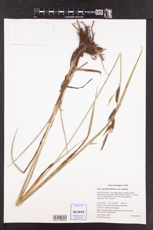 Carex aquatilis var. aquatilis image