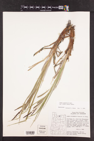 Carex aquatilis var. dives image