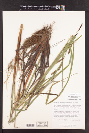 Carex aquatilis var. dives image