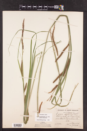 Carex aquatilis var. dives image