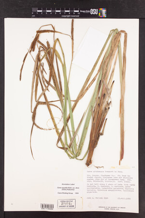 Carex aquatilis var. dives image