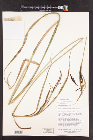 Carex aquatilis var. dives image