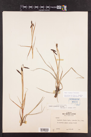 Carex lyngbyei image