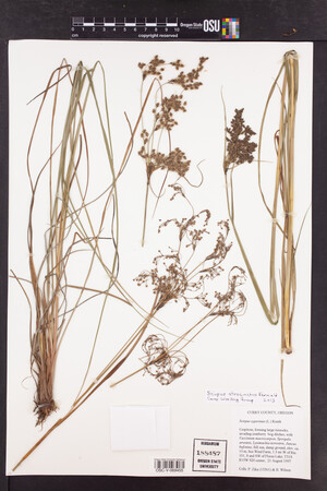 Scirpus atrocinctus image