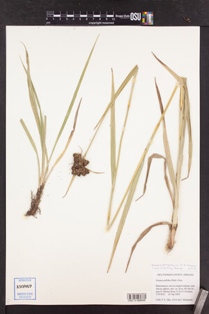 Scirpus georgianus image